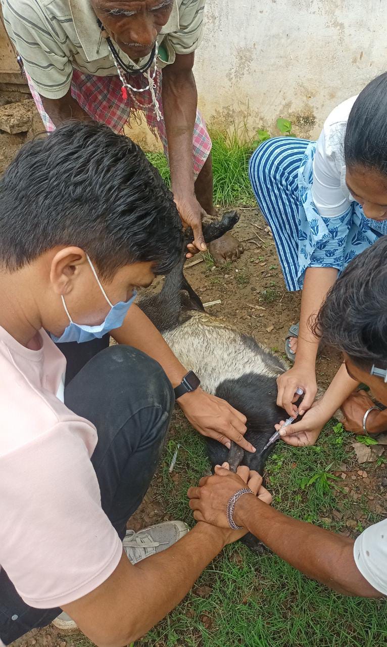 दूरस्थ ग्राम हीरामांदला में रोका छेका अंतर्गत पशु चिकित्सा शिविर का हुआ आयोजन